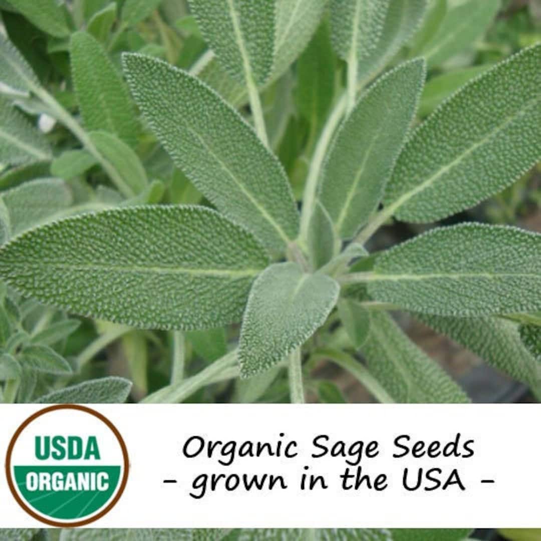 25 Organic Broadleaf Sage Herb Seeds Etsy