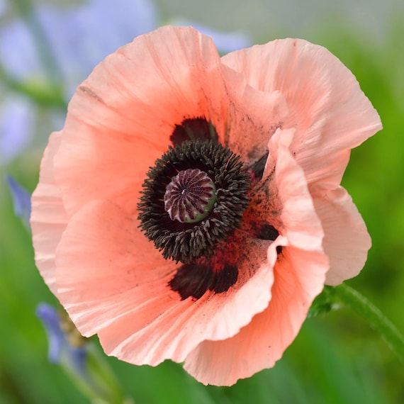50 Deluxe Mix Oriental Poppy Flower Seeds - Etsy