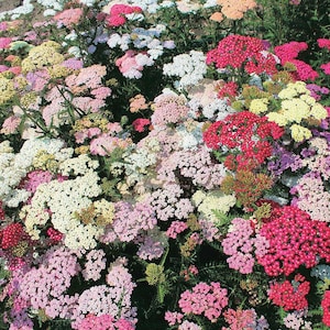 50 Colorado Pastel Mix Color Yarrow Flower Seeds