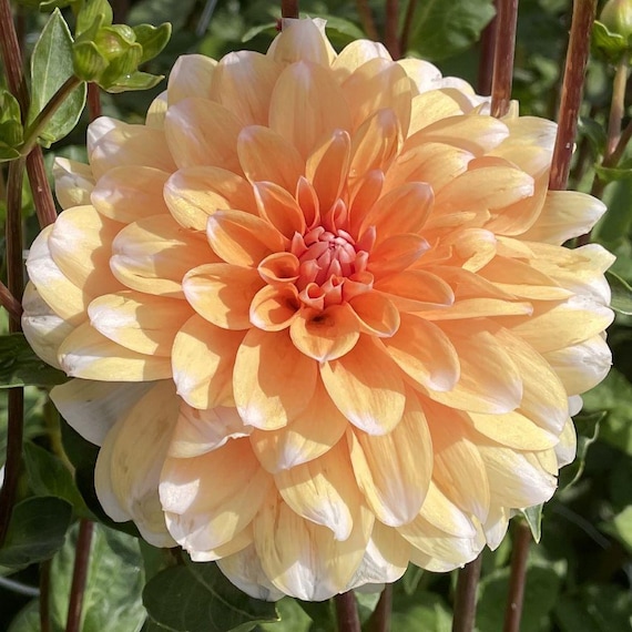 30 Dahlia Showtime-showpiece Flower Seeds - Etsy