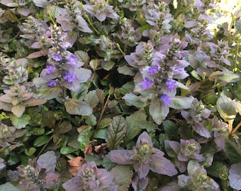 May include: A close-up of a patch of purple-leaved ground cover with small purple flowers blooming.