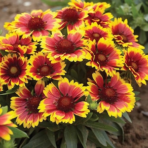 100 Arizona Sun Gaillardia Flower Seeds