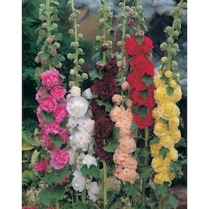May include: Five stalks of hollyhock flowers in bloom. The flowers are arranged in a vertical row, with the tallest stalk in the center. The flowers are a mix of pink, white, peach, red, and yellow.