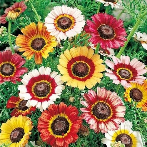 1000 Tall Shasta Daisy Flower Seeds Etsy