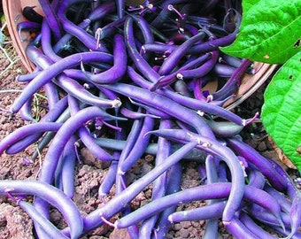 25 Organic Royalty Purple Bush Bean Vegetable Seeds
