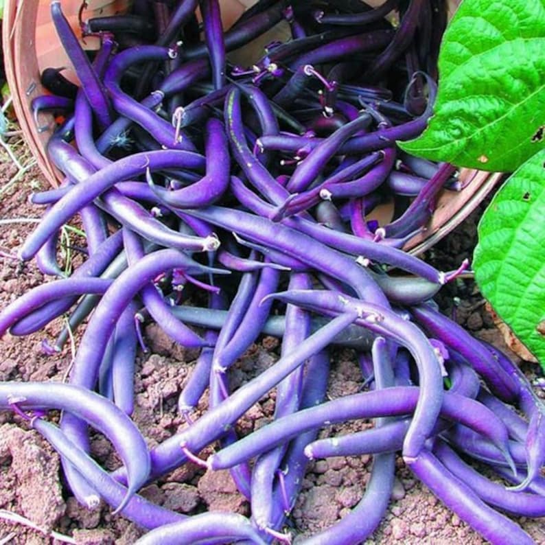 K&ouml;nnte beinhalten: Ein Haufen violetter Stangenbohnen, die aus einem Holzk&ouml;rbchen fallen. Die Bohnen sind lang und schlank und haben eine tiefviolette Farbe.