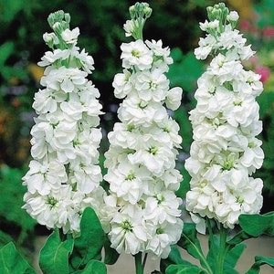 50 White Stock Flower Seeds