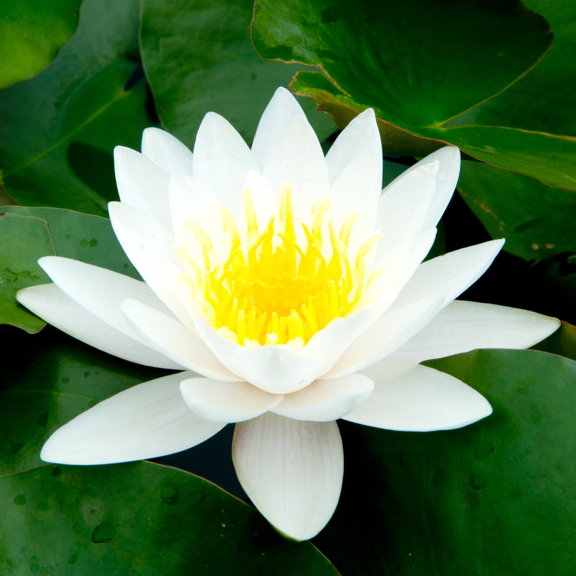 Bonsai White Water Lily Kit / White Lotus Flower Seeds Etsy
