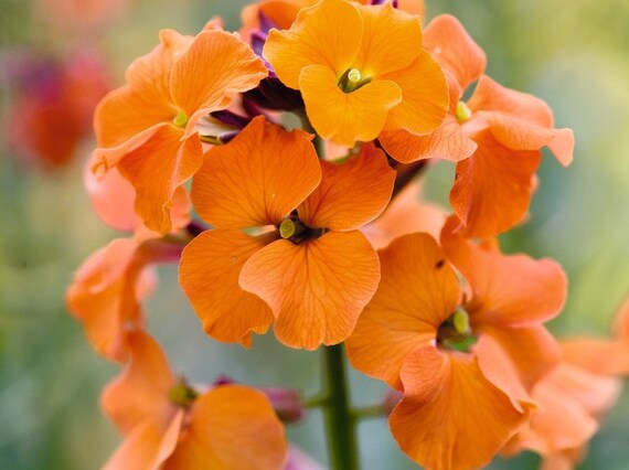 300 English Wallflower Seeds - Etsy
