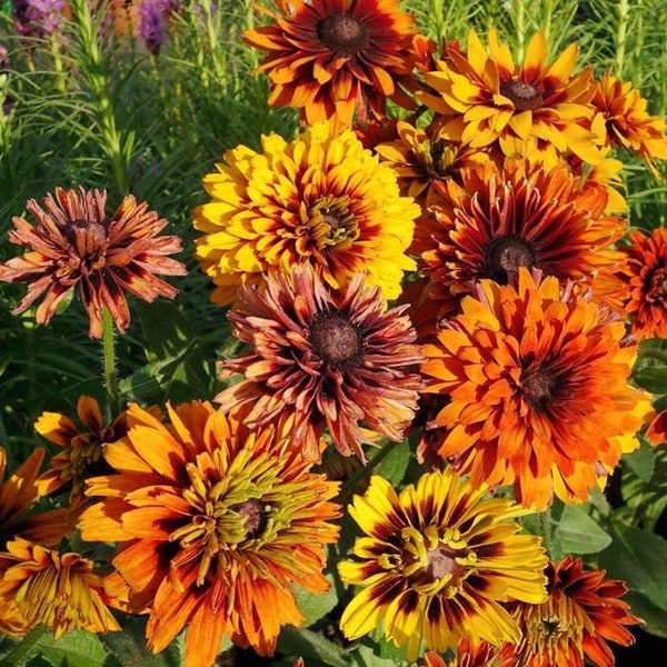 25 Cherokee Sunset Rudbeckia Flower Seeds