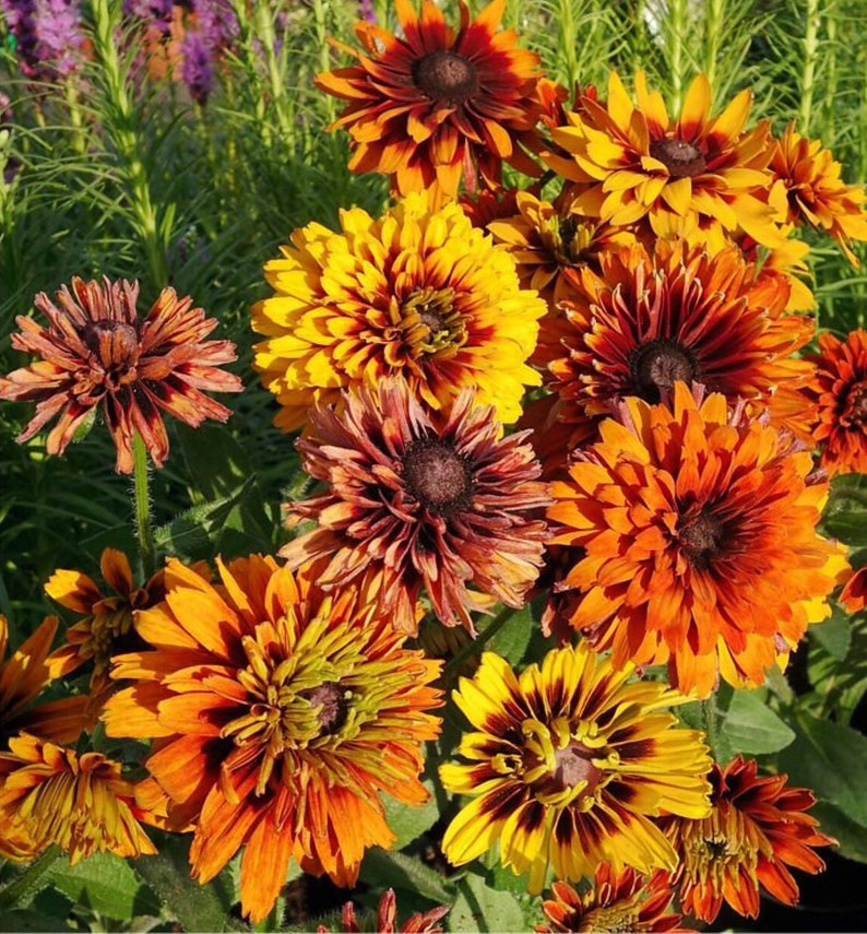 New Hill Farms Cherokee Sunset Rudbeckia Flower Seeds - Thumbnail 3