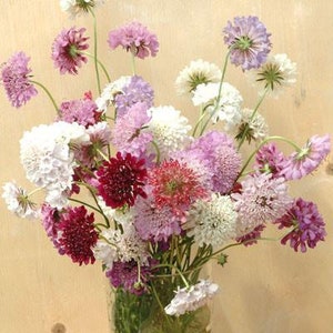 50 Mixed Color Scabiosa/Pincushion Flower Seeds