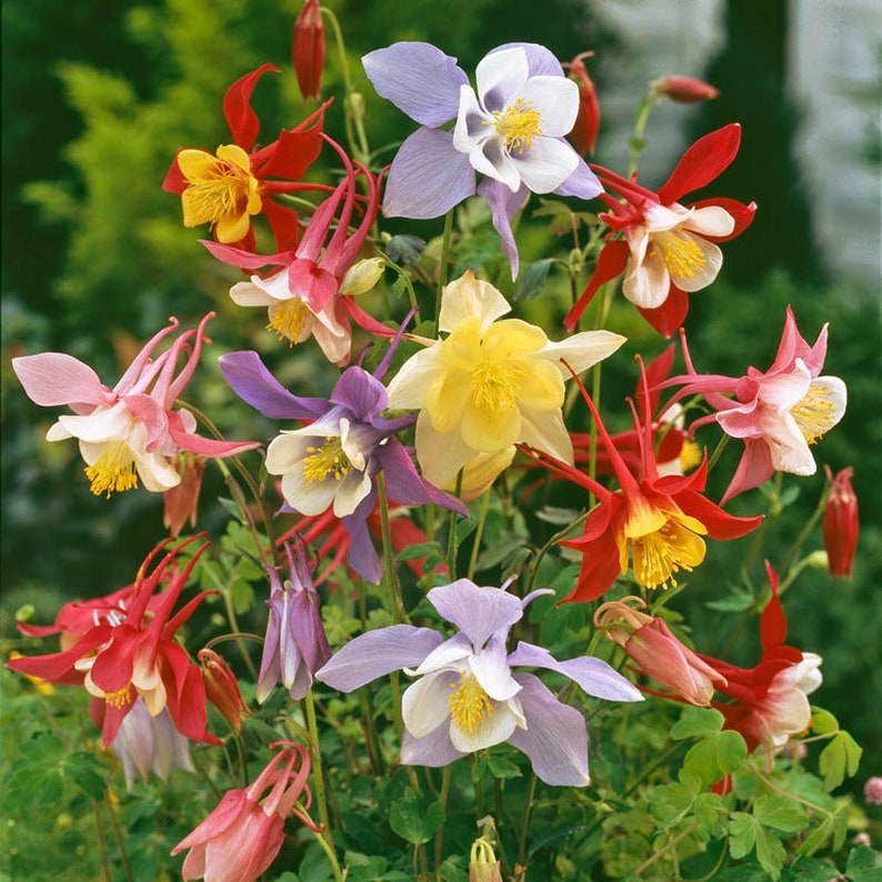 200 McKana Giants Mix Columbine Flower Seeds For Spring Etsy
