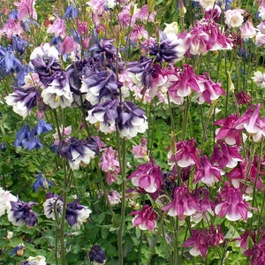 200 Dwarf Columbine Mixed Color Flower Seeds