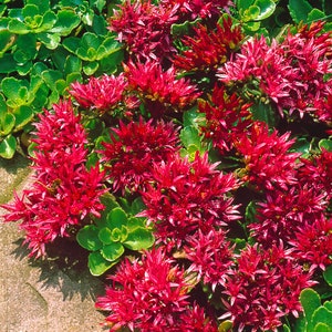 50 Summer Glory Sedum Succulent Seeds image 2