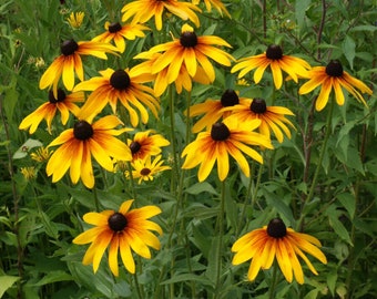 500 Gloriosa Rudbeckia Flower Seeds