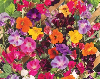 30 Climbing Vine Flower Seed Mix