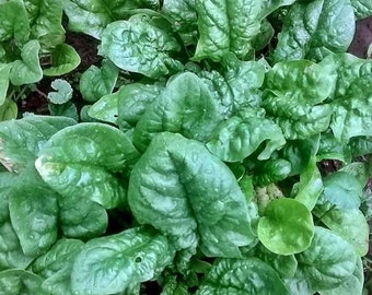 May include: A close-up view of a patch of fresh, dark green spinach leaves growing in a garden.