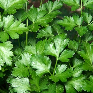 200 Organic Flat Leaf Italian Parsley Herb Seeds