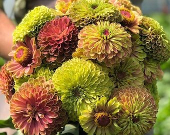 25 Queen Lime Mixed Color Zinnia Flower Seeds