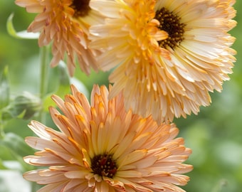 May include: Three orange and yellow calendula flowers with multiple layers of petals. The flowers are in focus and the background is blurred.