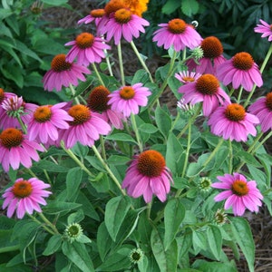 300 Purple Coneflower Seeds