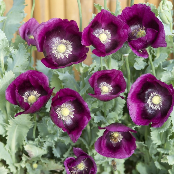 500 Laurens Grape Poppy Flower Seeds