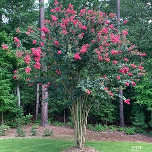 25 Red Carolina Beauty Crepe Myrtle Tree Seeds