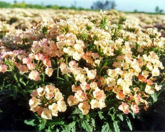 Verbena Apricot 50 Seeds Verbena Apricot 50 Seeds