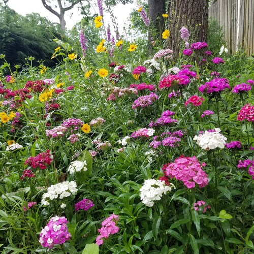 2000 Cut Flower Seed Mix Etsy