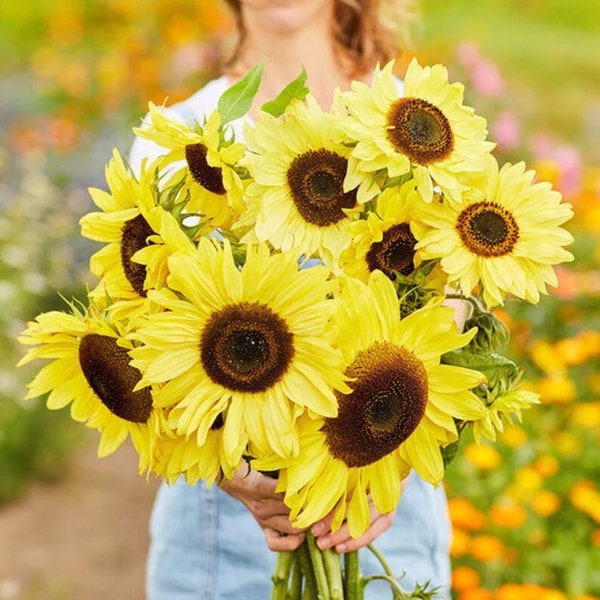 30 Lemon Queen Yellow Sunflower Seeds