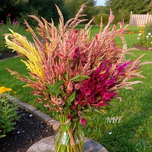 50 Texas Plume Summer Sherbet Celosia Flower Seeds