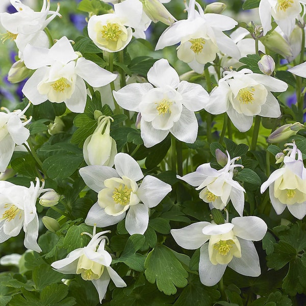 50 White Star Columbine Flower Seeds