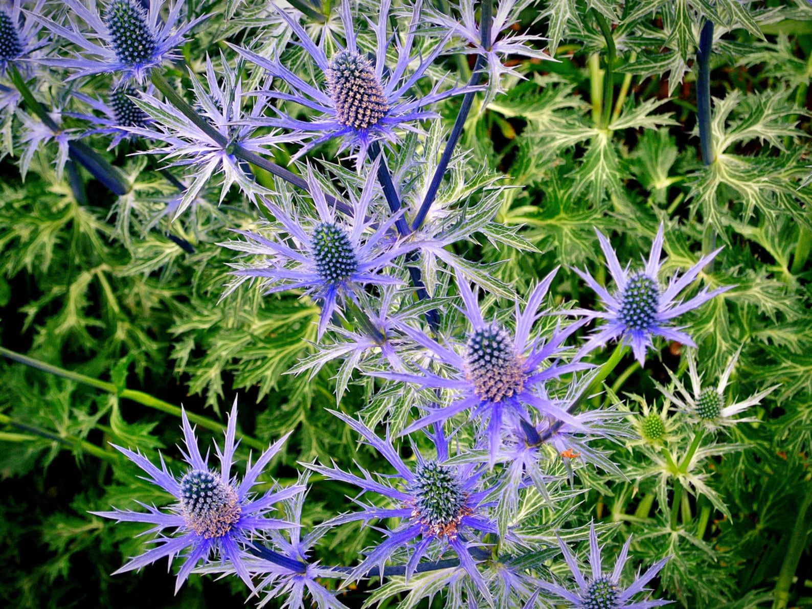 50 Blue Glitter Thistle / Eryngium Flower Seeds Etsy