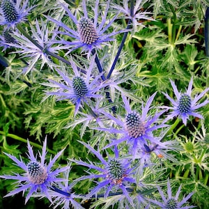 25 Blue Glitter Thistle Eryngium Flower Seeds