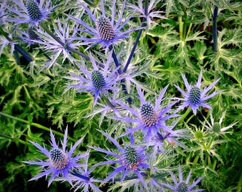 25 Blue Glitter Thistle Eryngium Flower Seeds