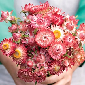 100 Raspberry Rose Strawflower Seeds