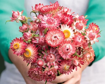 以下が含まれることがあります： ピンクと白のストローフラワーのブーケ。花は紙のような質感で、円形に配置されています。