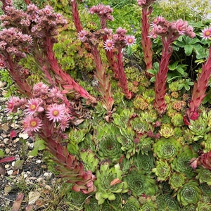 100 Mountain Hens and Chicks Succulent Sempervivum Flower Seeds