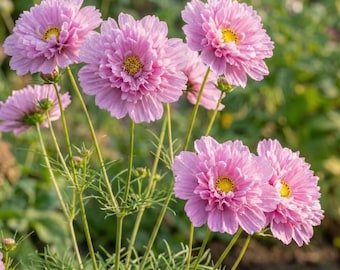 May include: A cluster of double-petaled pink cosmos flowers with ruffled edges and bright yellow centers. The blooms are supported by slender green stems and delicate, feathery foliage, showcasing multiple stages of flowering from buds to full blossoms.