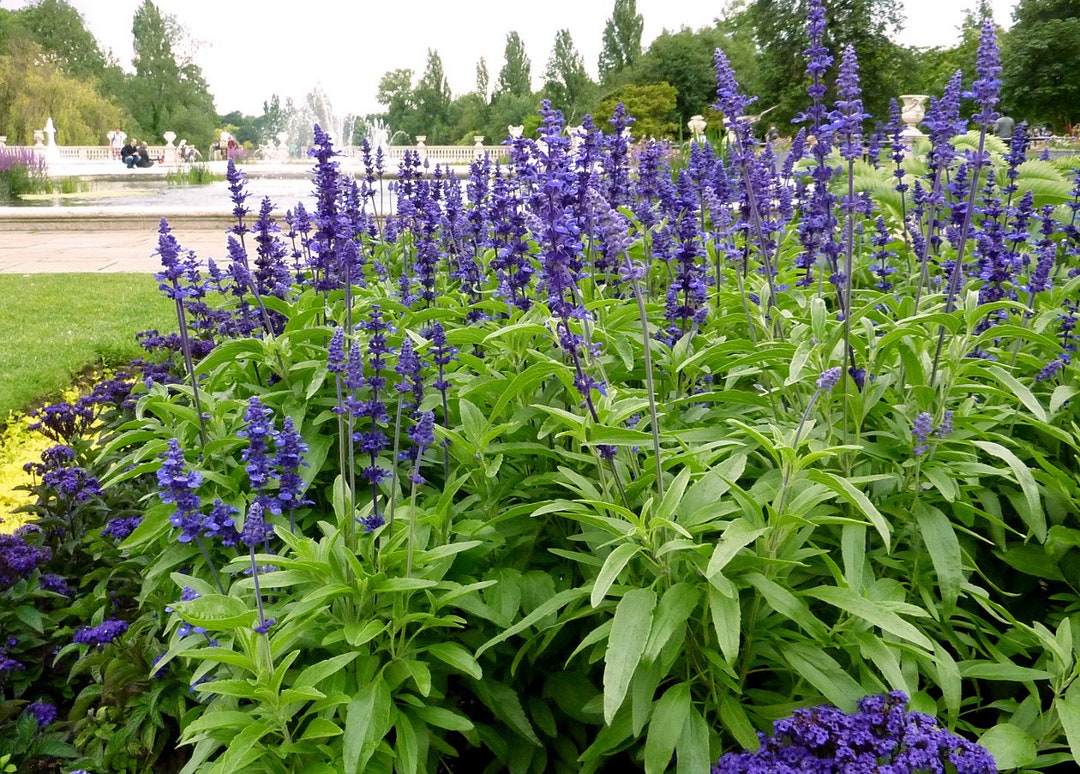 Graines Sauge Bleue Benoon 200 Graines - Salvia Pour Jardinage, Semis Intérieur, Fleurs Décoratives Bleues