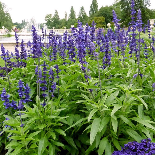 100 Perennial Blue Sage Salvia Flower Seeds