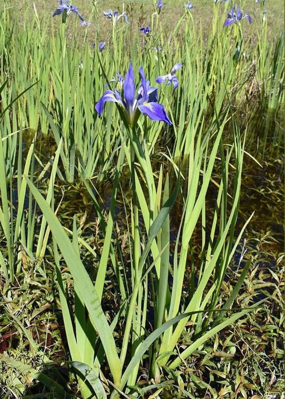 Wild Blue Iris Seeds