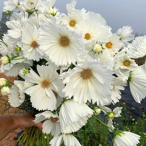 May include: A bouquet of white cosmos flowers with yellow centers. The flowers have delicate, layered petals and are held together by green stems. The image is a close-up shot, highlighting the intricate details of the blooms.