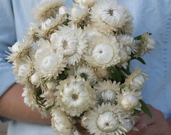 200 Vintage White Strawflower Flower Seeds