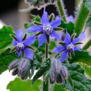 100 Borage Flower Seeds