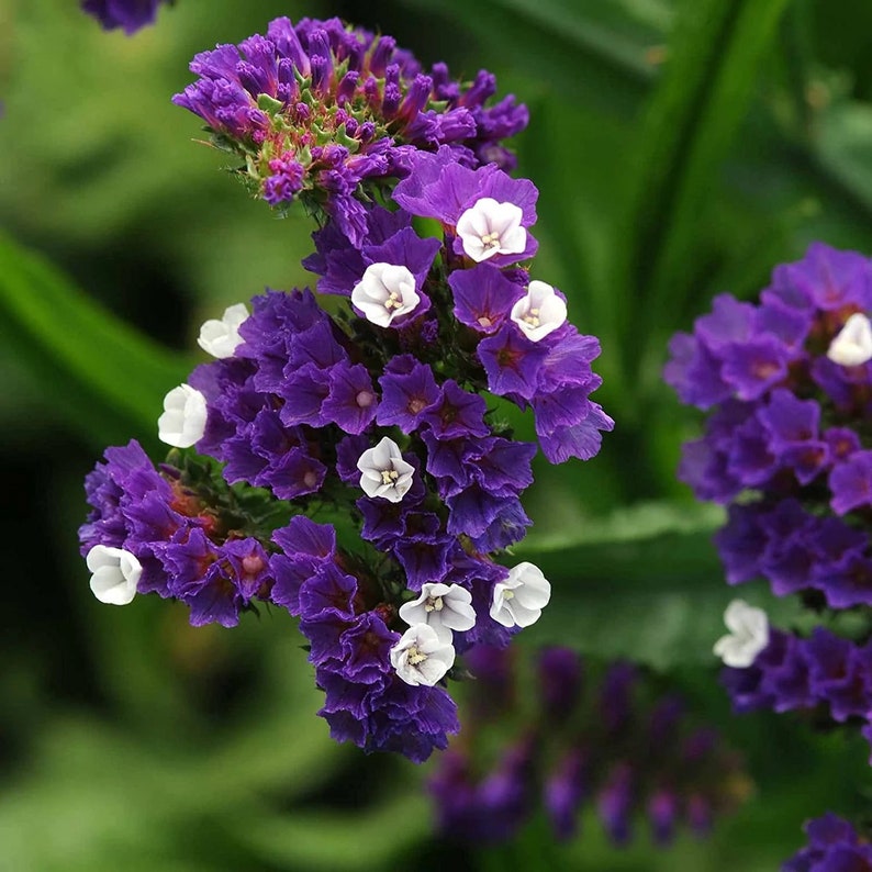 50 Pacific Purple Statice Flower Seeds image 1