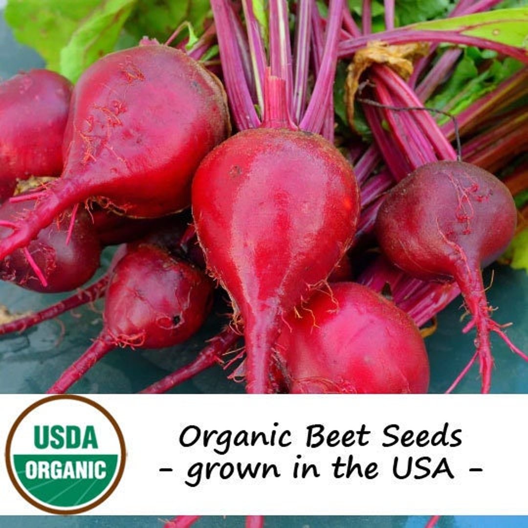 150 Organic Early Wonder Beet Vegetable Seeds Etsy