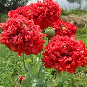 500 Red Double Peony Poppy Flower Seeds