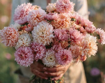 100 Duchess Peony Apricot Aster Flower Seeds